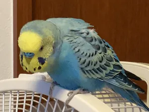 頭が黄色で水色のレインボーカラーのセキセイインコのオスを探してします 空君と自分の名前を言います