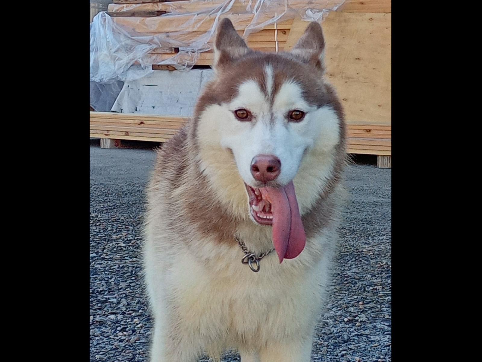 目撃された犬