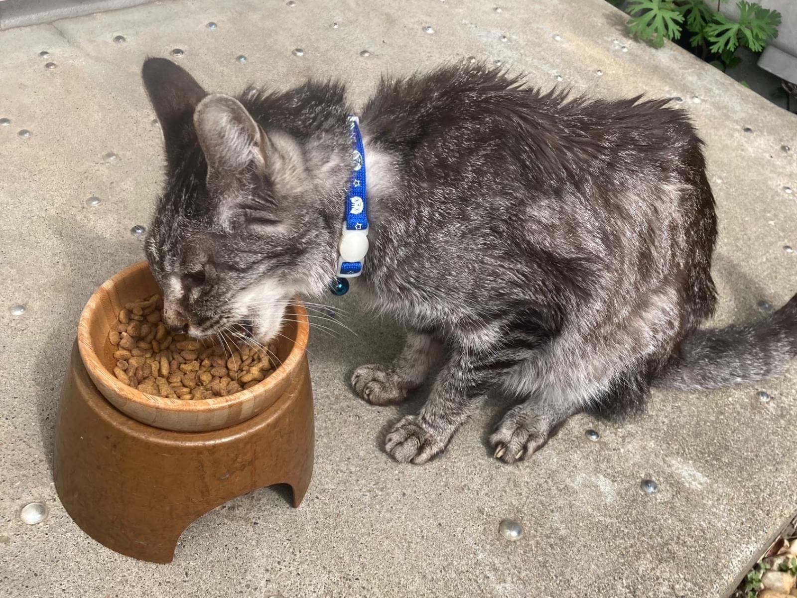 目撃された猫 目撃された猫