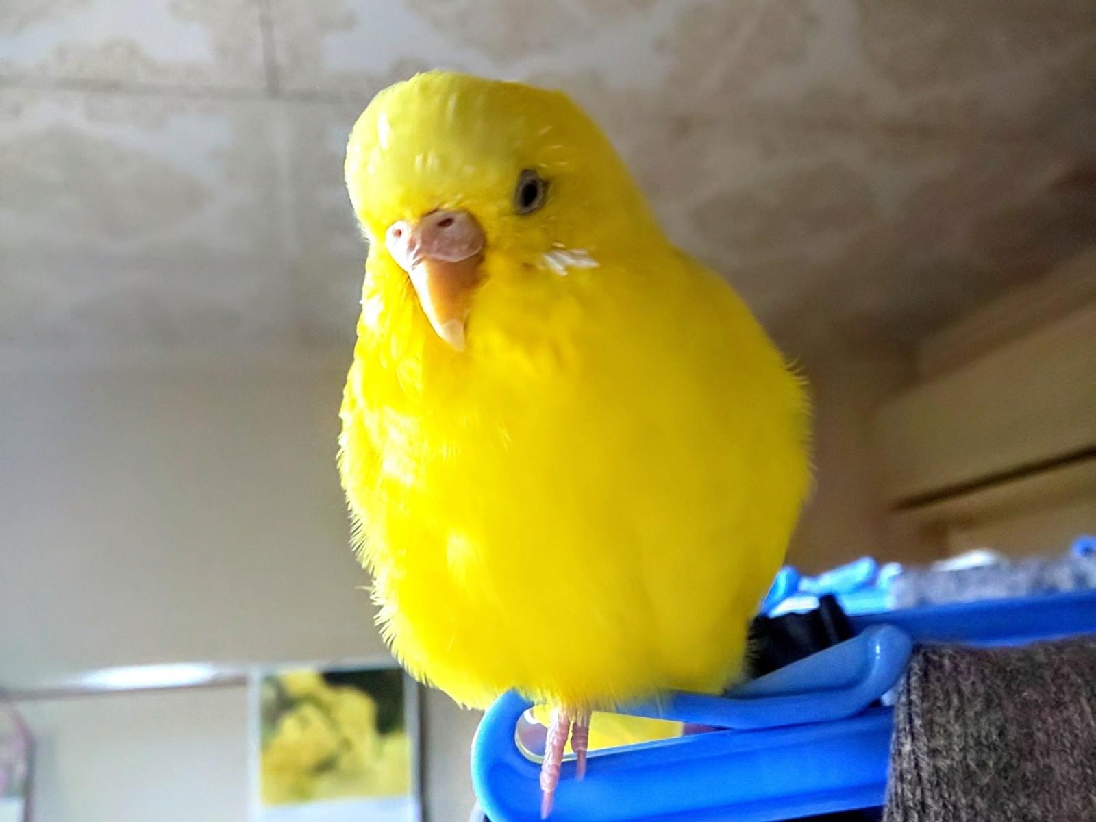 セキセイインコのももおちゃん セキセイインコのももおちゃん