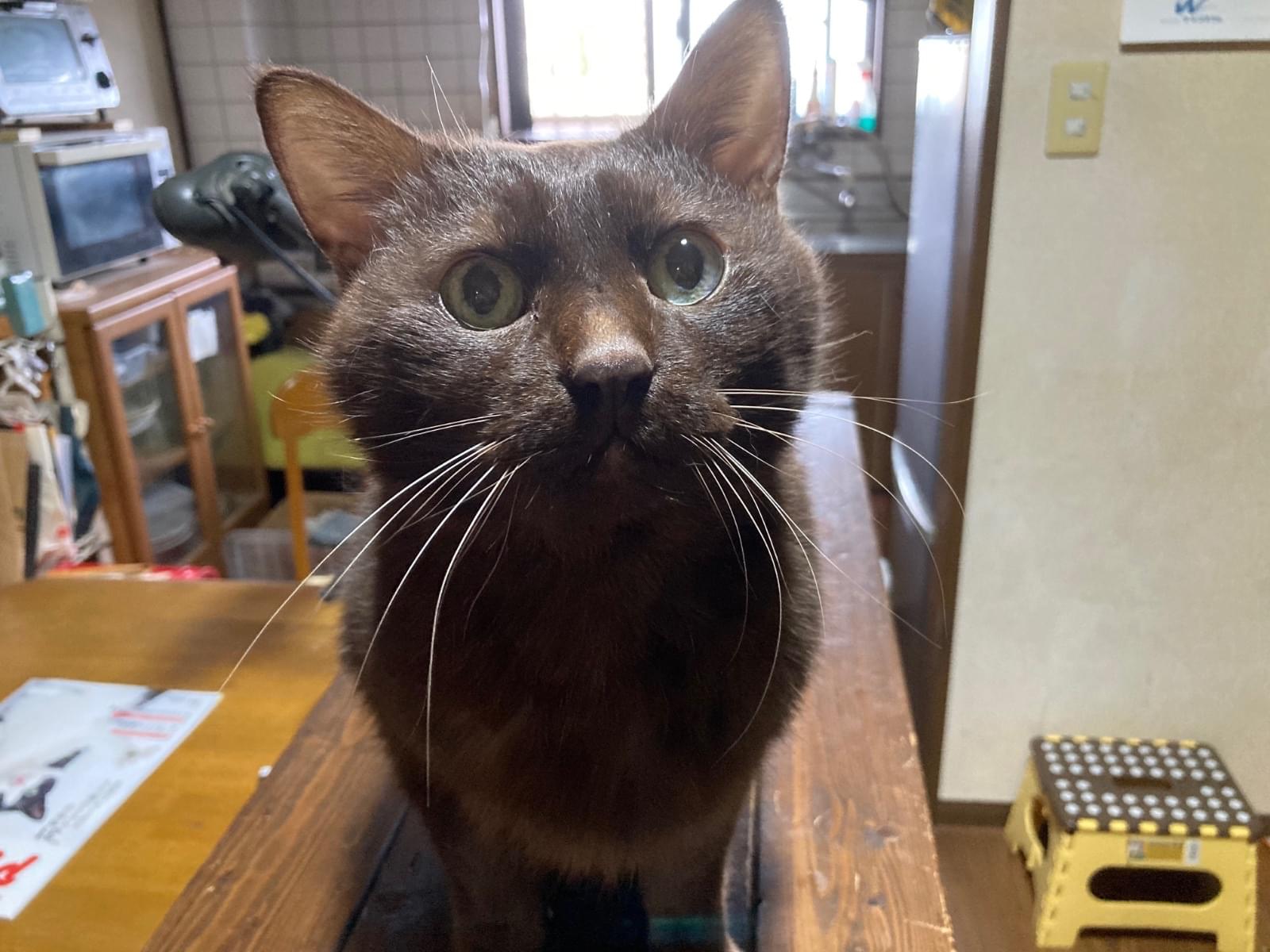 タルチョちゃん