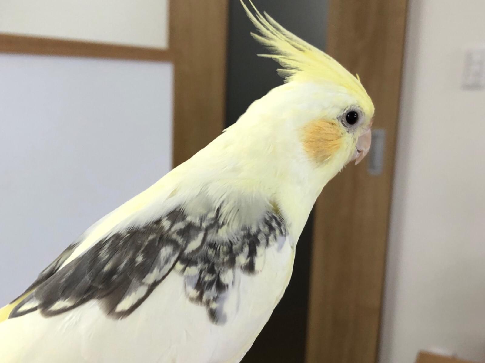 パイちゃん パイちゃん