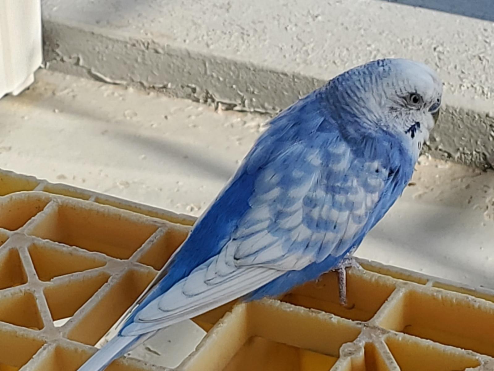 目撃された鳥