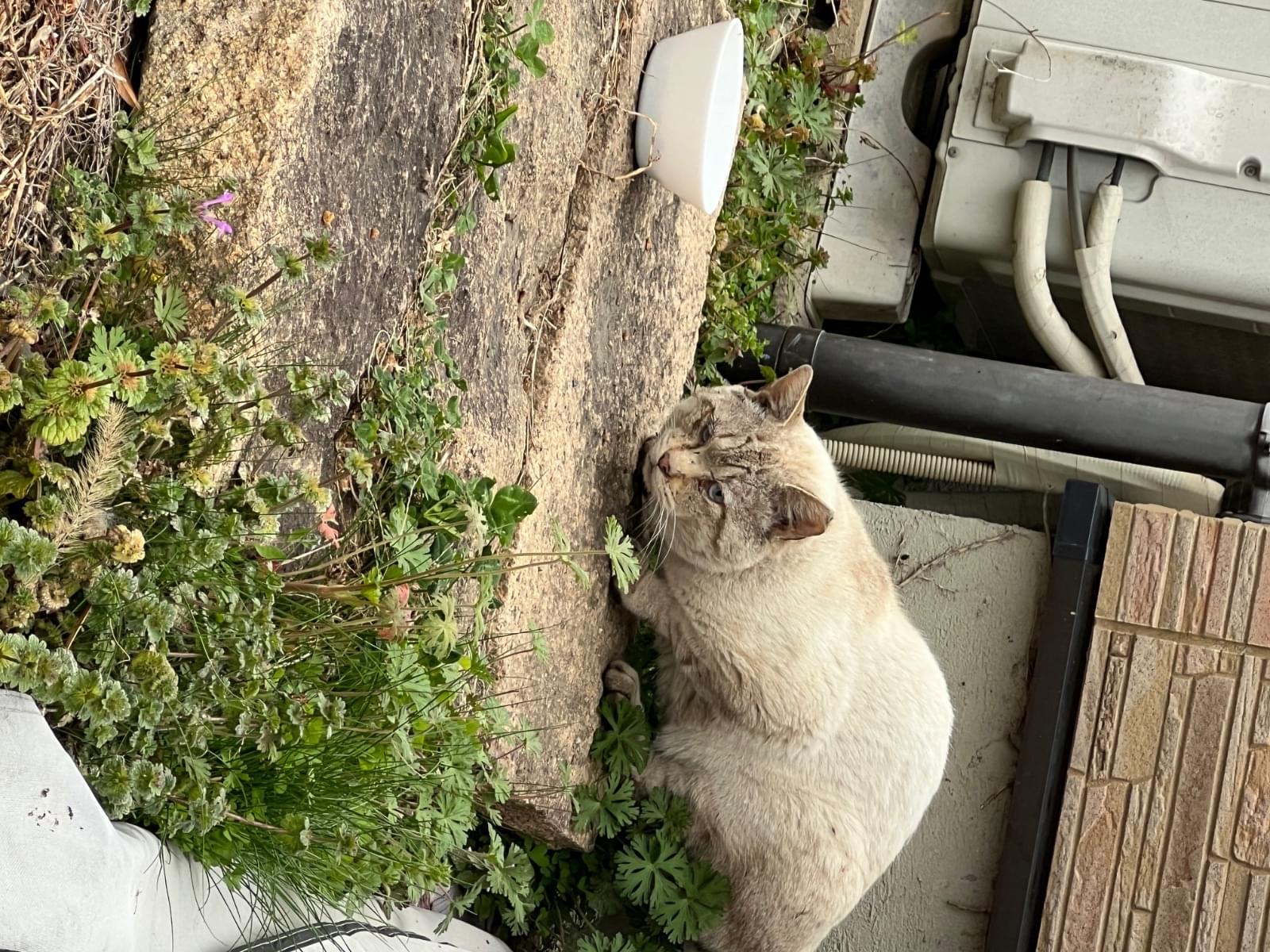 目撃された猫 目撃された猫