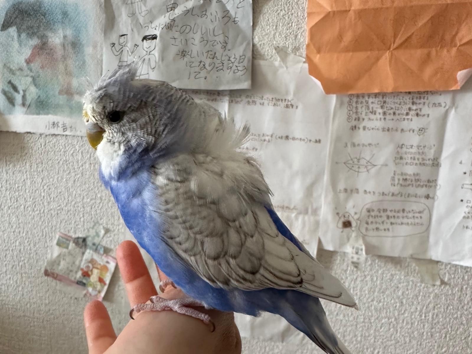 ぴー助ちゃん ぴー助ちゃん