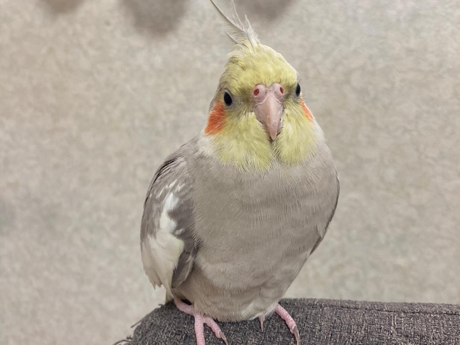 ぽんちゃん ぽんちゃん