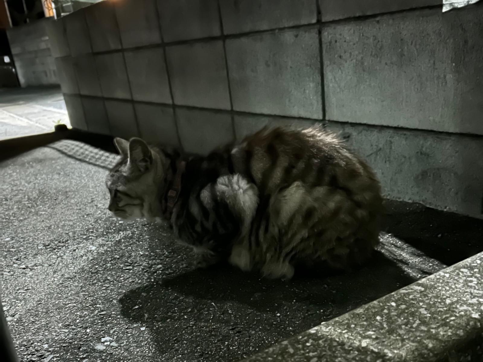 目撃された猫