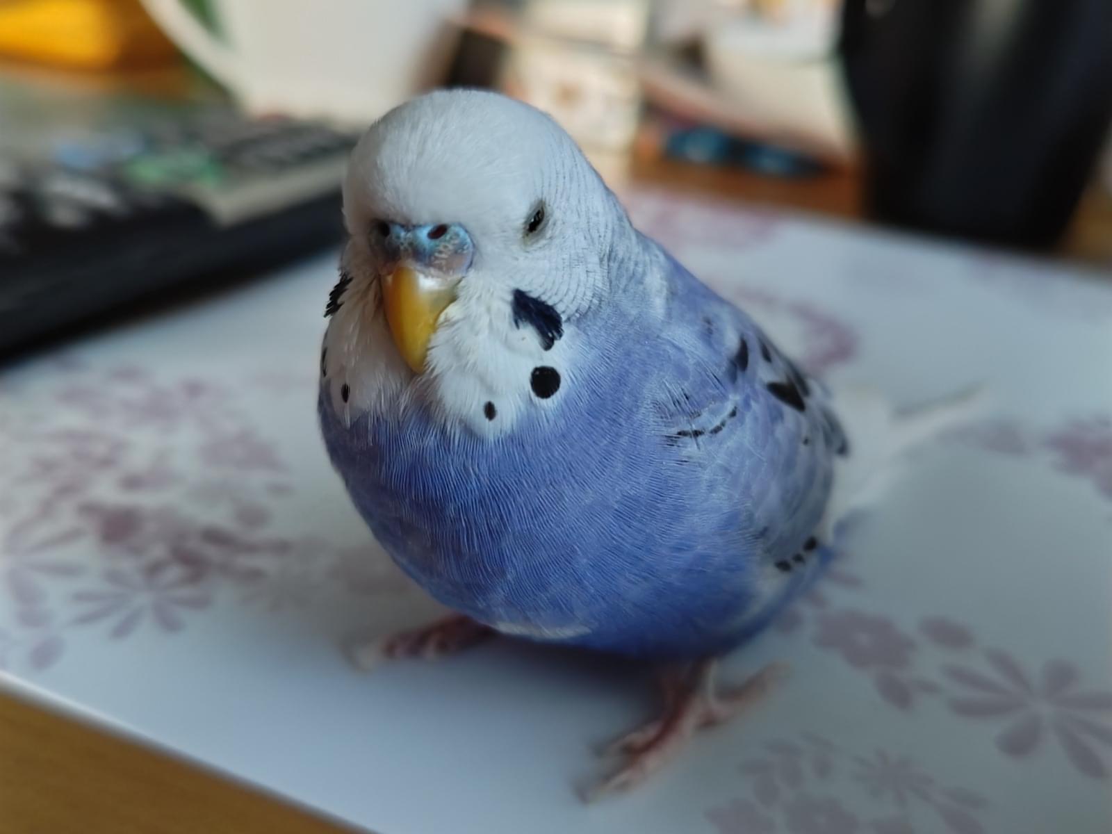 ルリちゃん