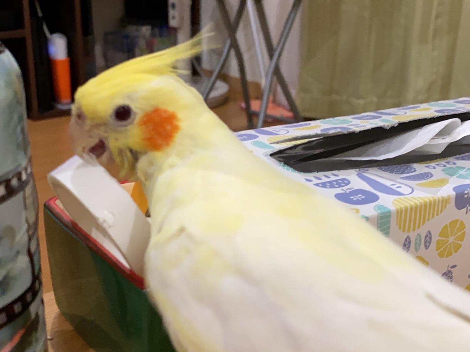 モモちゃん モモちゃん