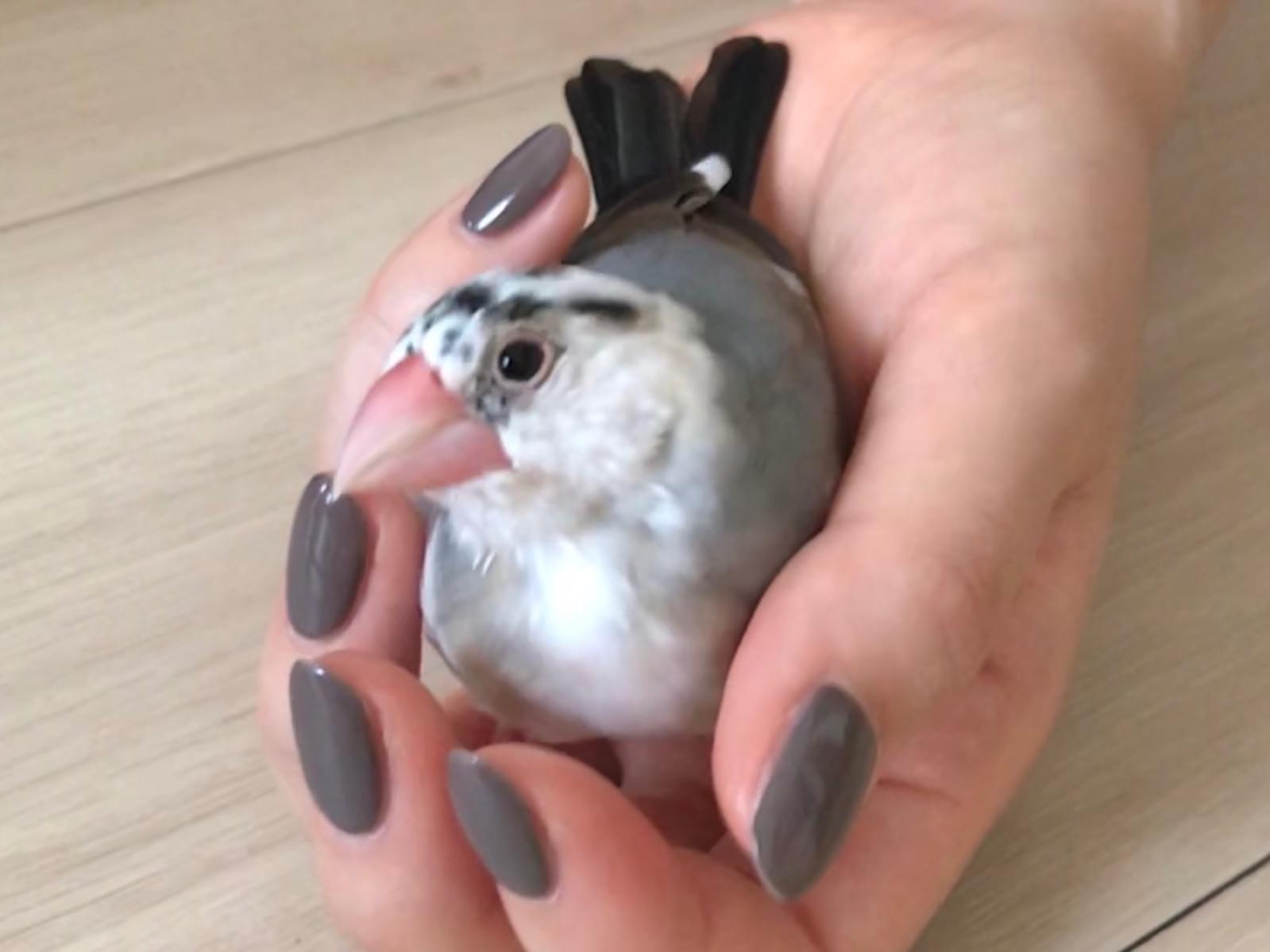 とりおちゃん とりおちゃん