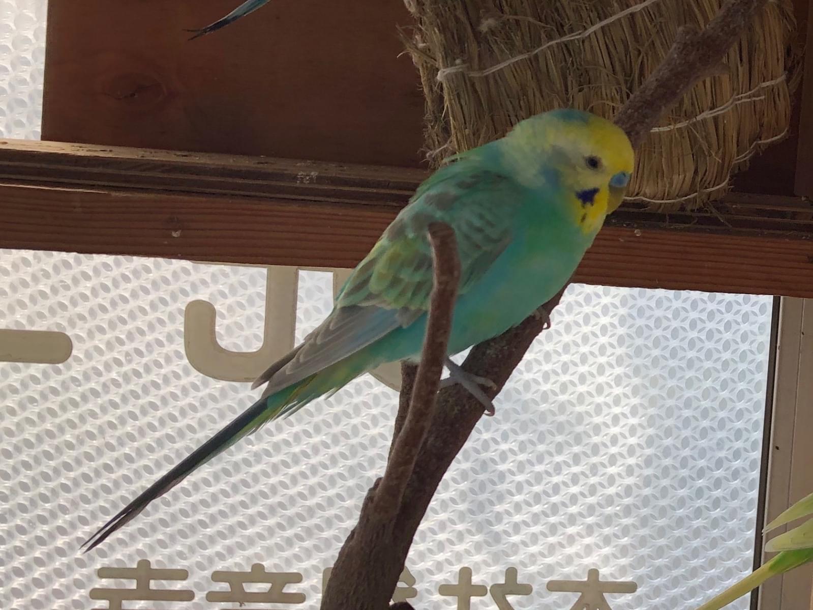 ココちゃん ココちゃん