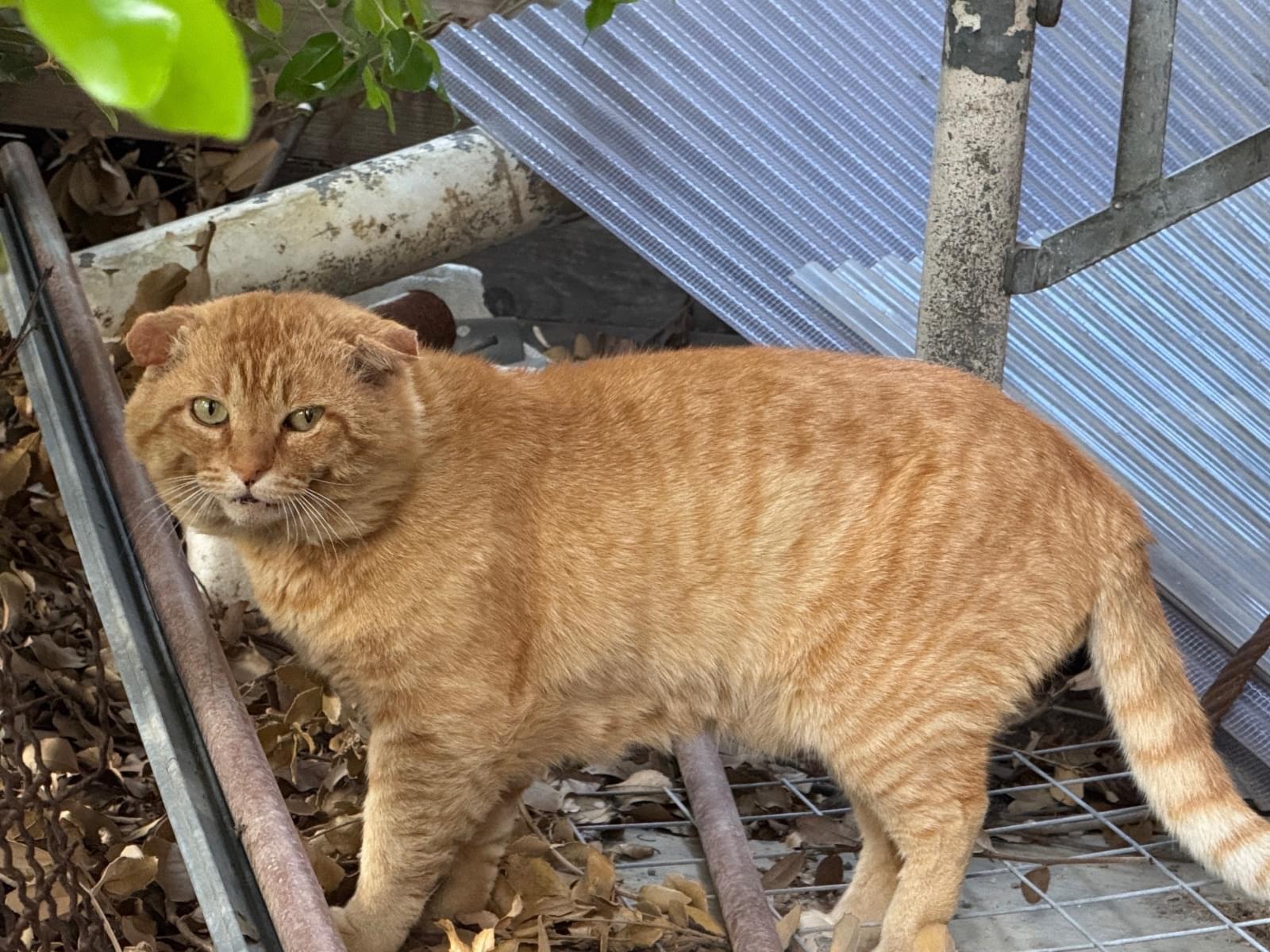 目撃された猫