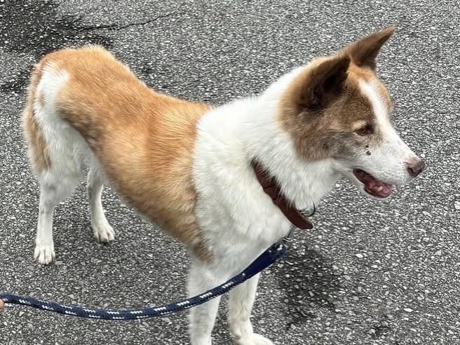 ラッキーちゃん