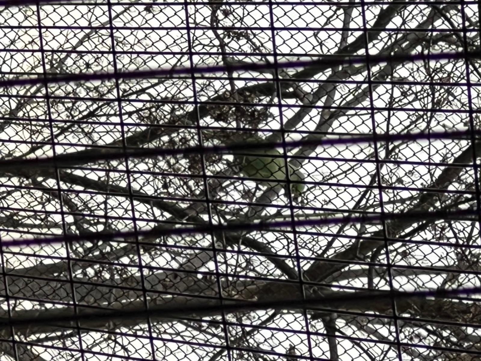 目撃された鳥 目撃された鳥