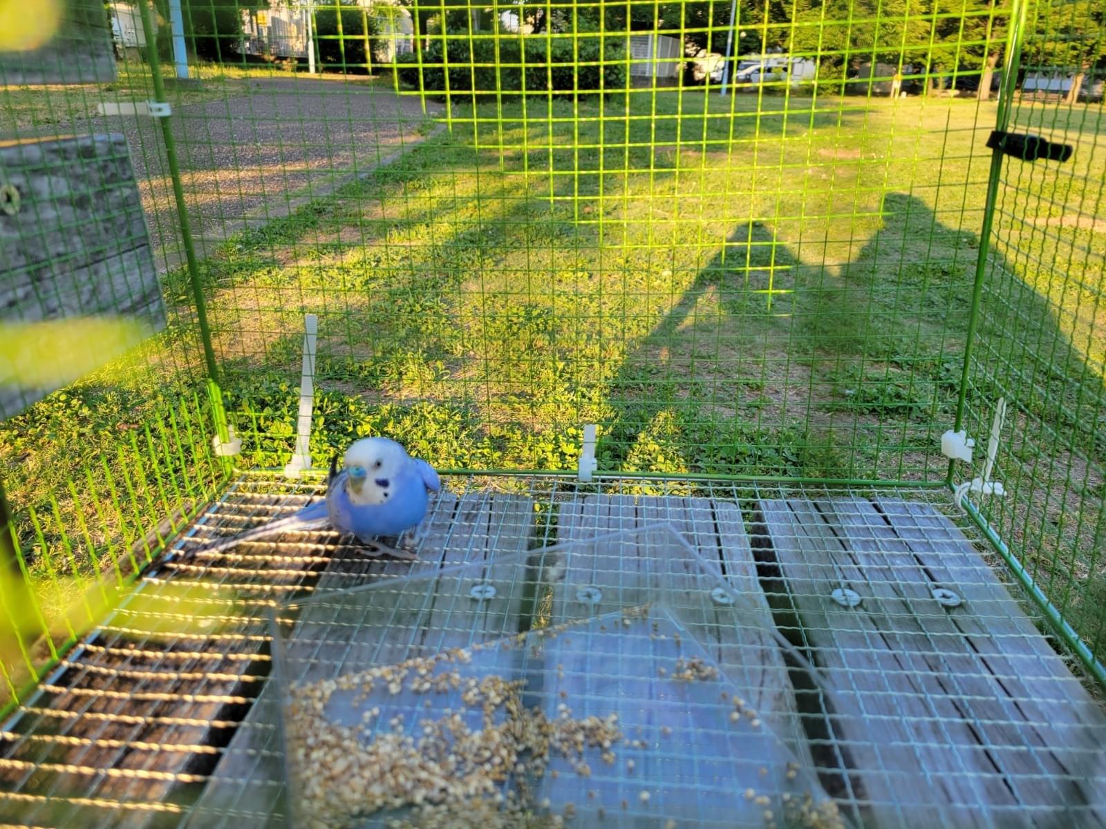 保護された鳥 保護された鳥