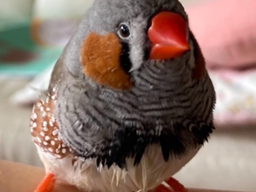 クロッピちゃん クロッピちゃん