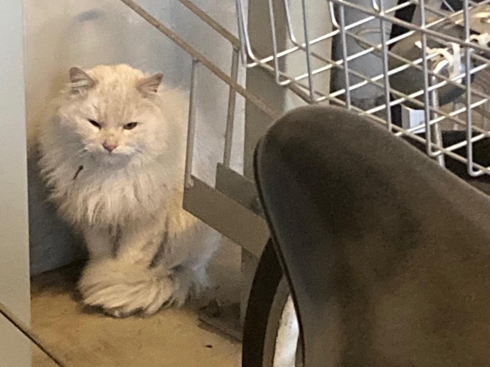 目撃された猫 目撃された猫