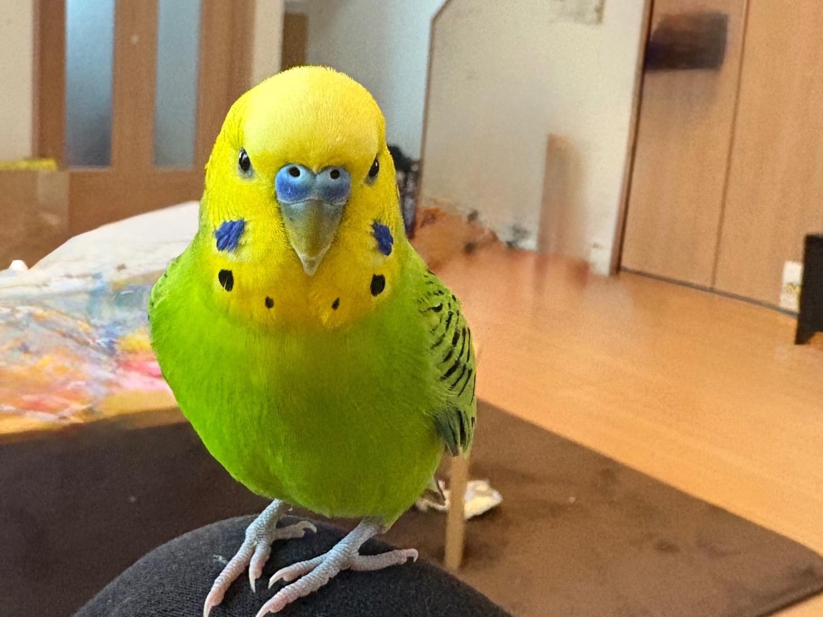 保護された鳥 保護された鳥