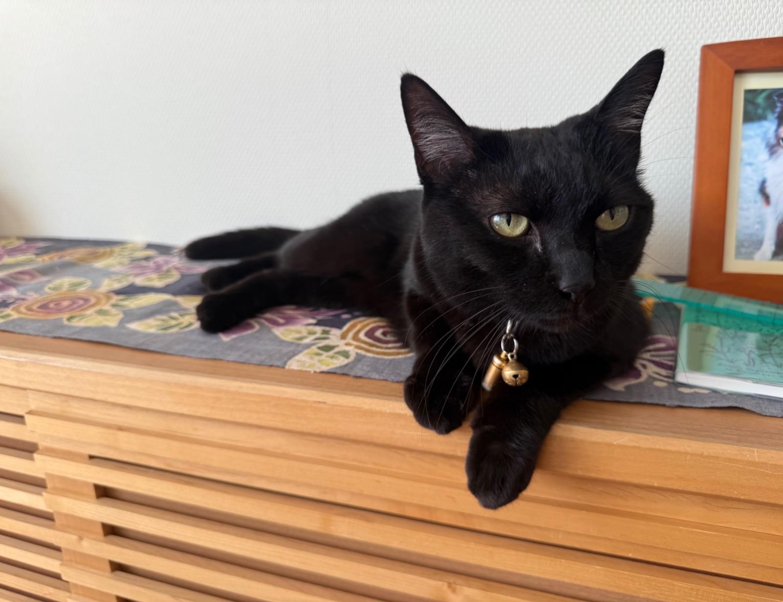 黒猫 ページ 鳥猫 on X: 