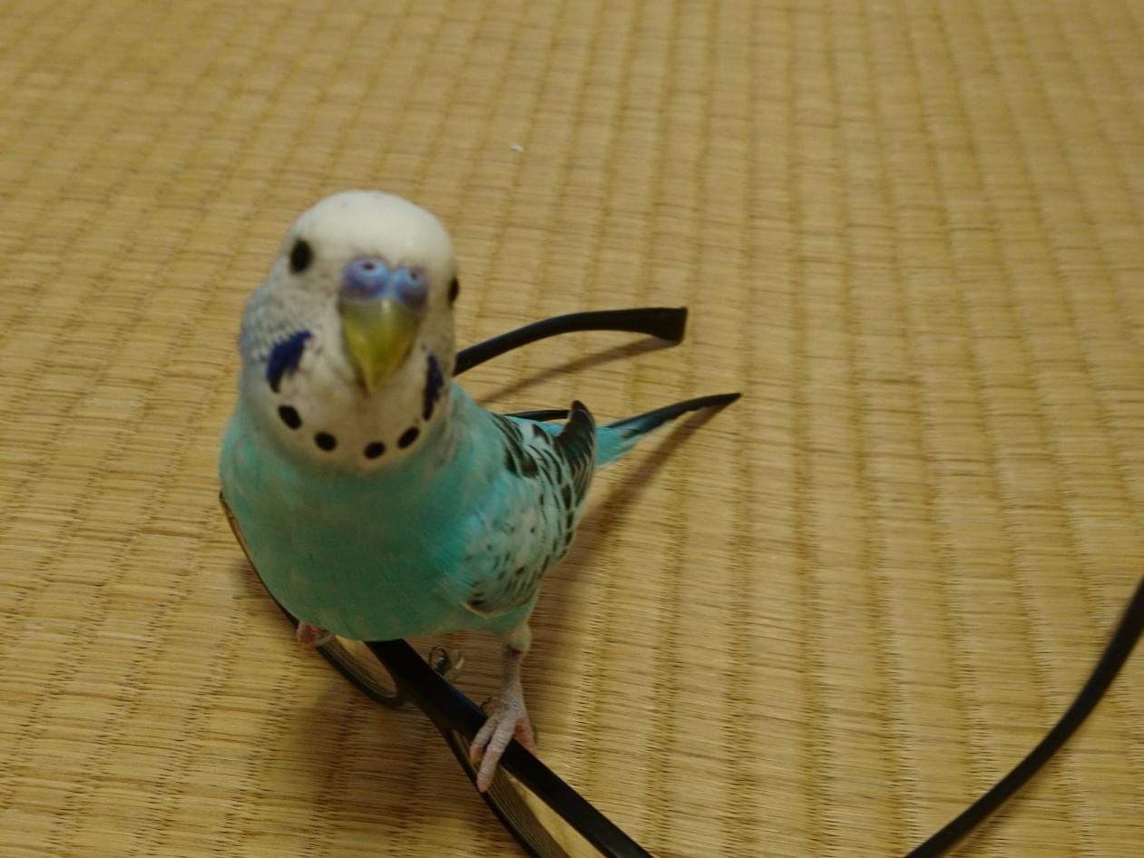 ソラちゃん ソラちゃん