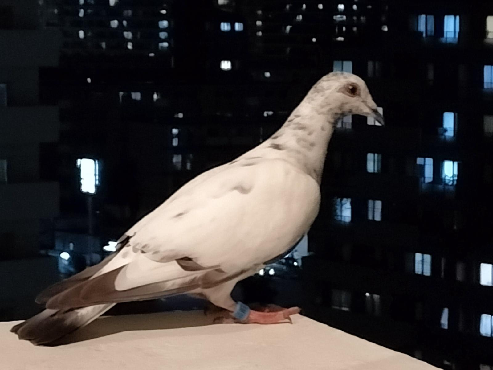 目撃された鳥