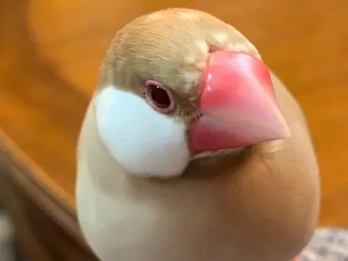 シナモン文鳥のメスが1月15日の夕方17時頃にベランダから逃げてしまい