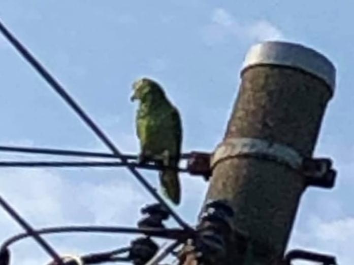 目撃された鳥 目撃された鳥