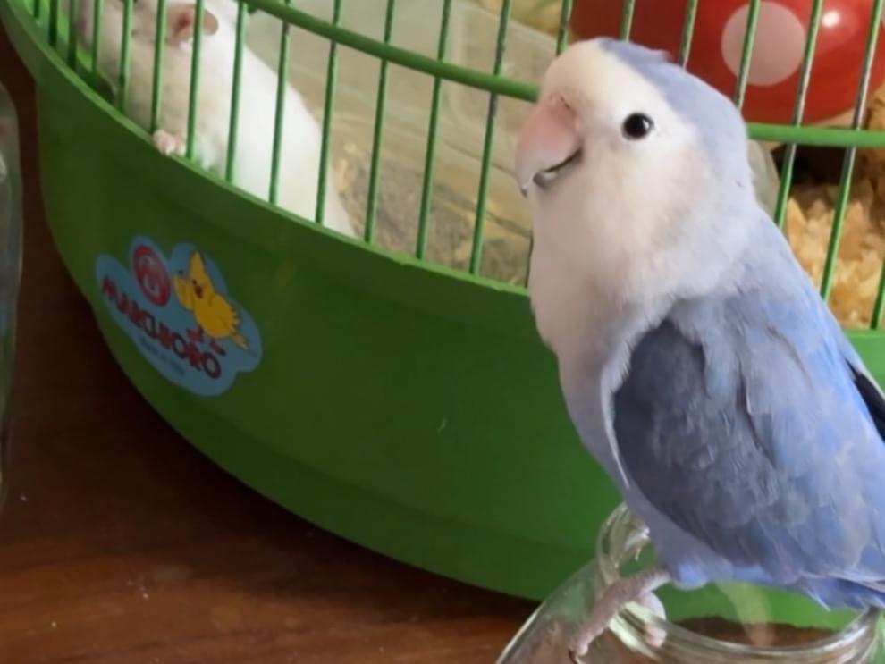 あおちゃん
