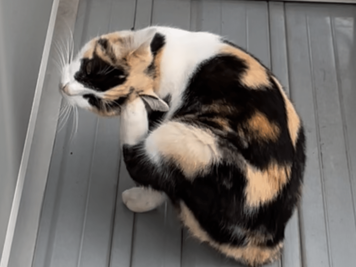 目撃された猫 目撃された猫