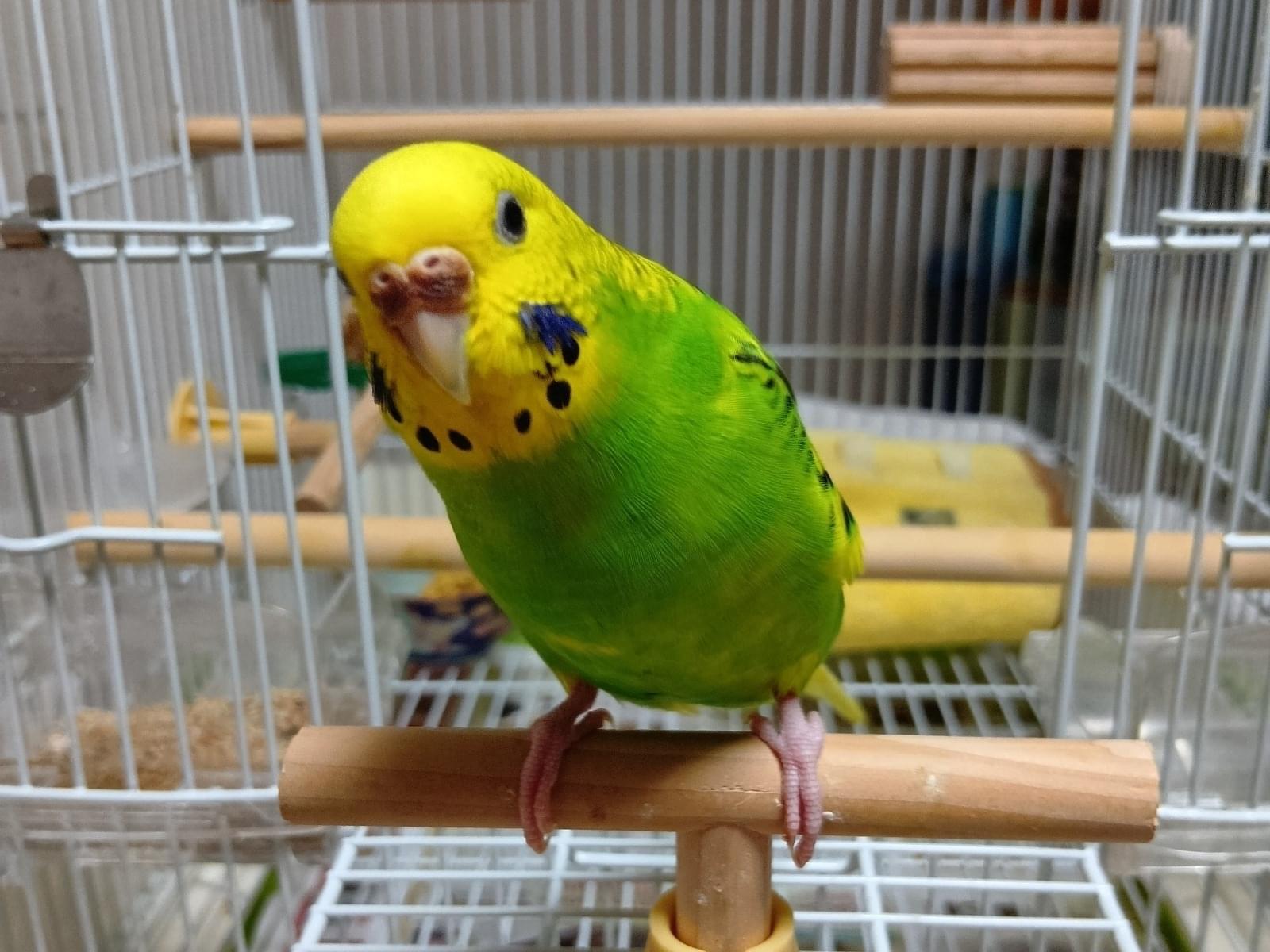 パピちゃん パピちゃん