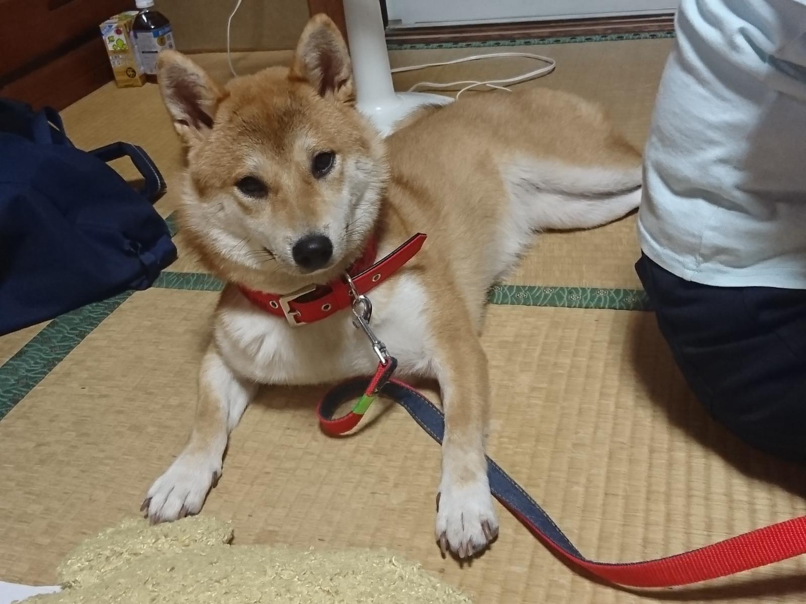 イブちゃん イブちゃん