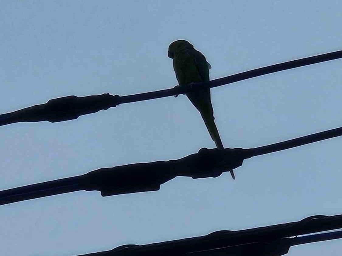 目撃された鳥 目撃された鳥