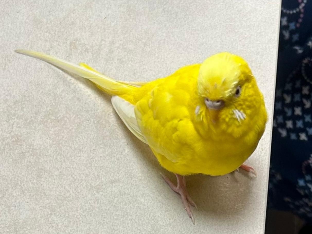 なのちゃん なのちゃん