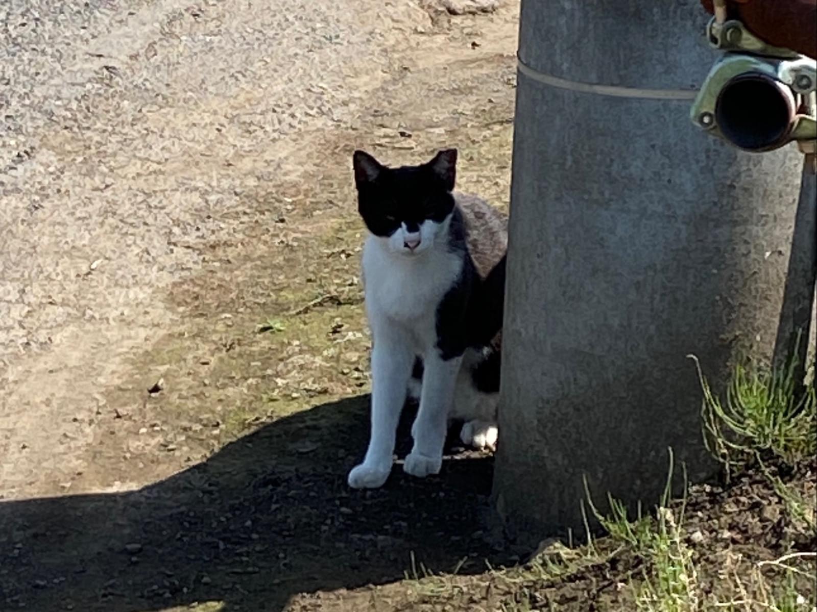 目撃された猫 目撃された猫