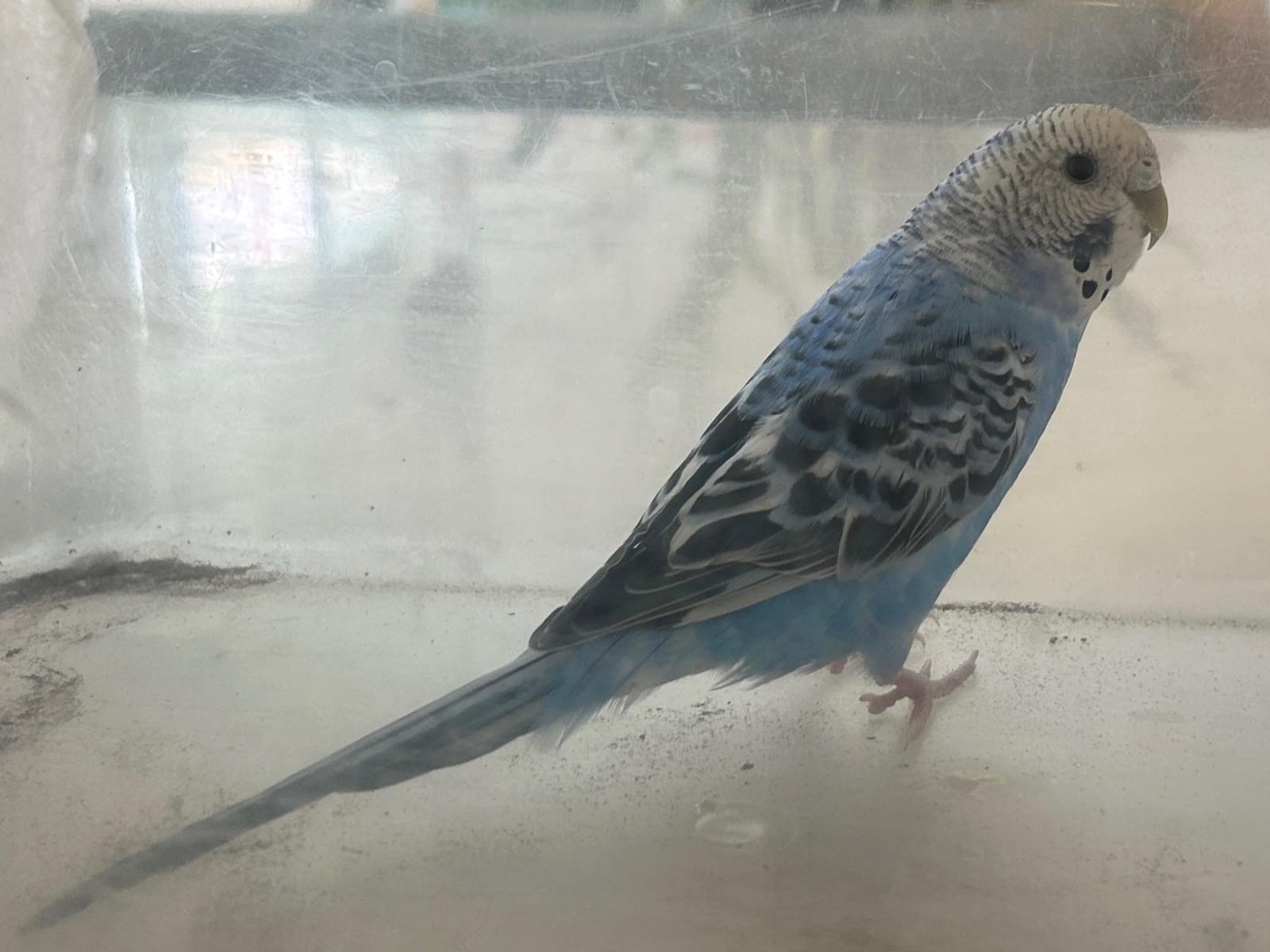 保護された鳥 保護された鳥
