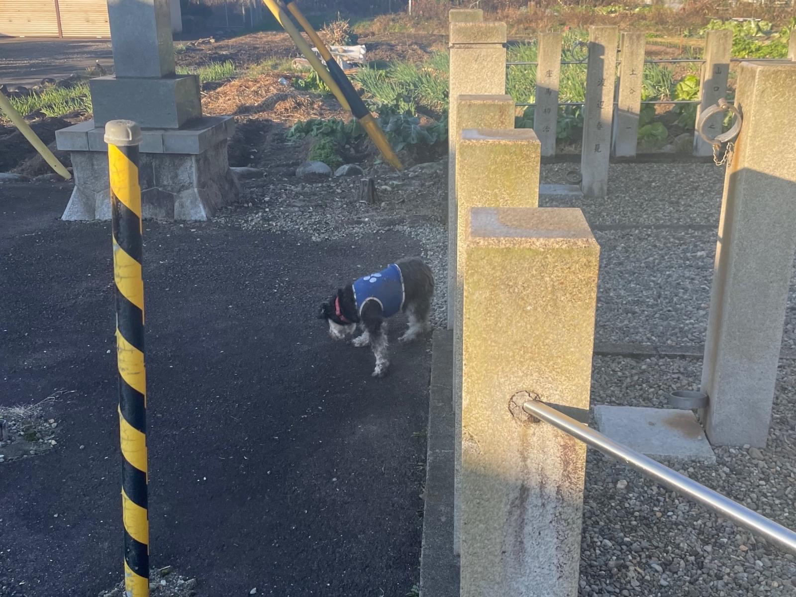 目撃された犬 目撃された犬