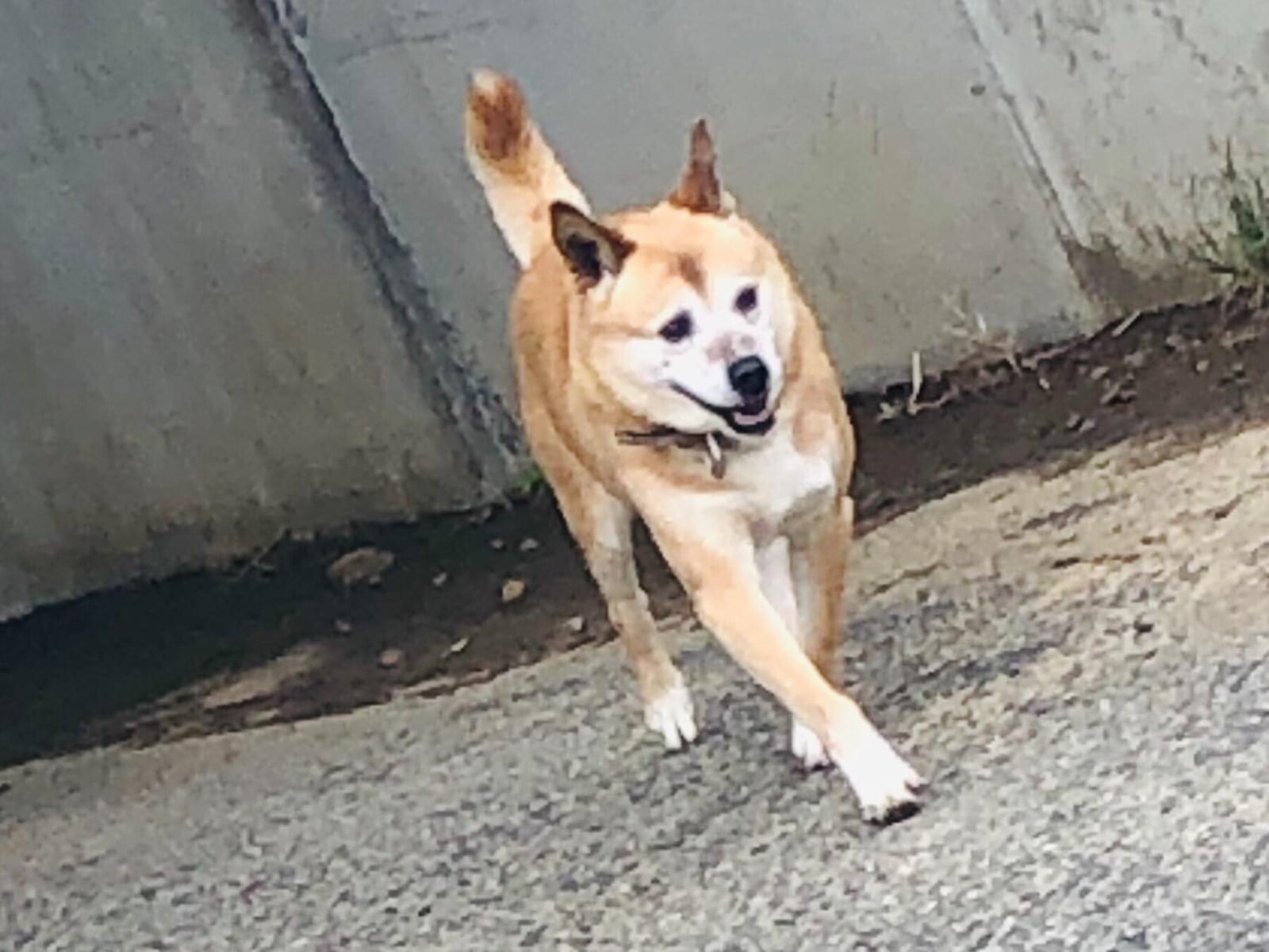 目撃された犬 目撃された犬