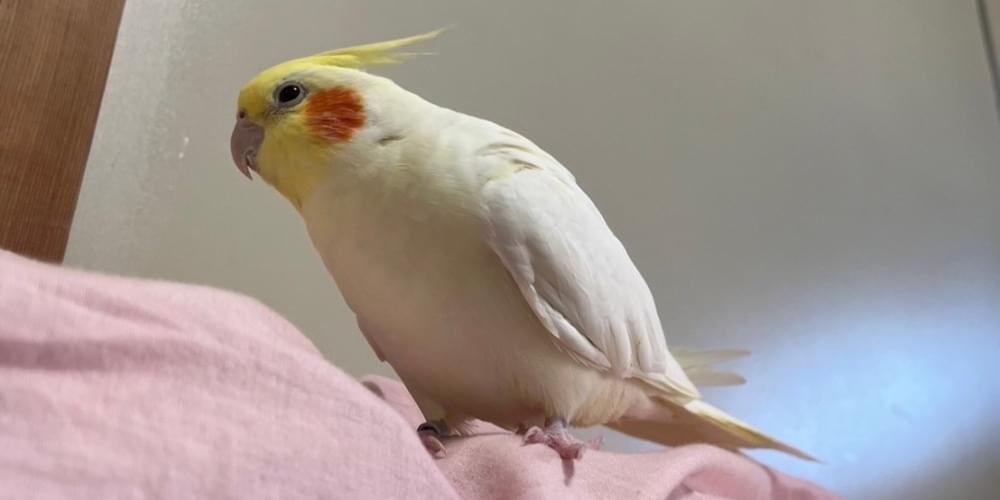 オカメインコを探しています。