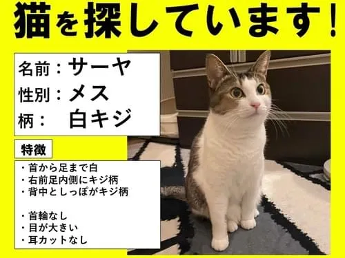 白キジ猫を探しています