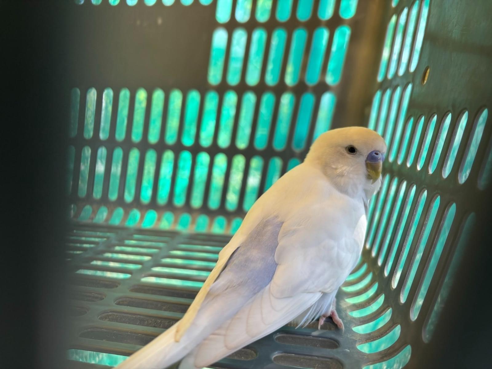 保護された鳥