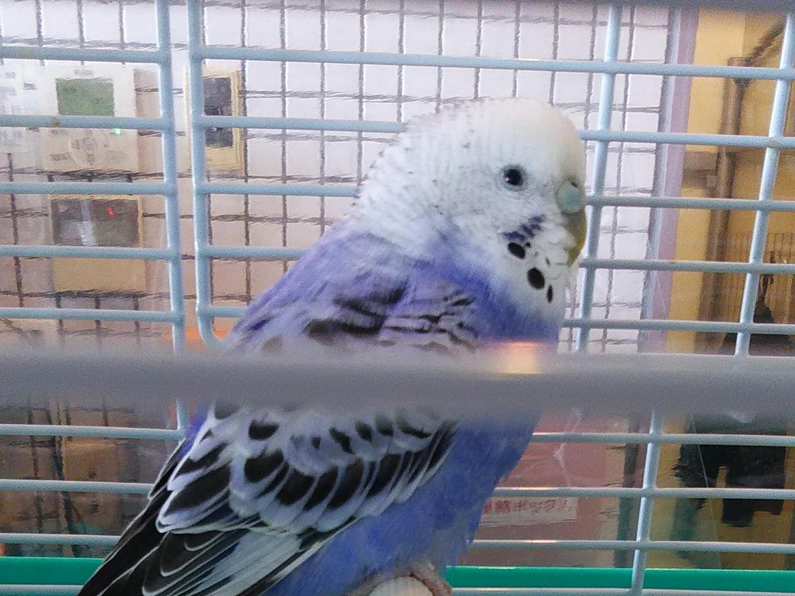 保護された鳥 保護された鳥