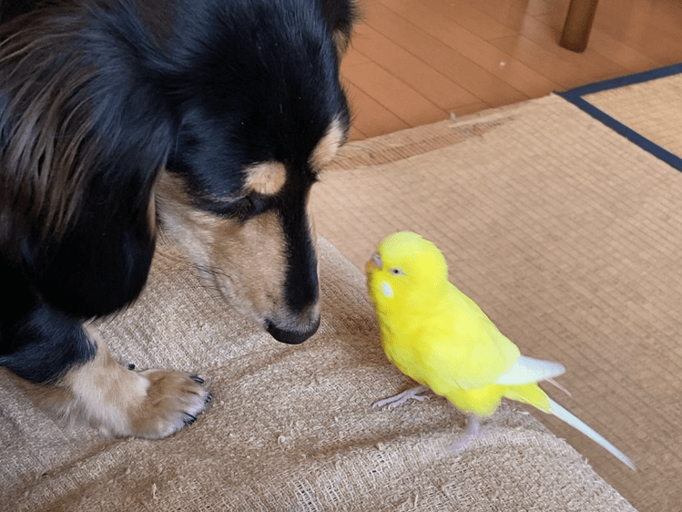 ぴーこちゃん ぴーこちゃん