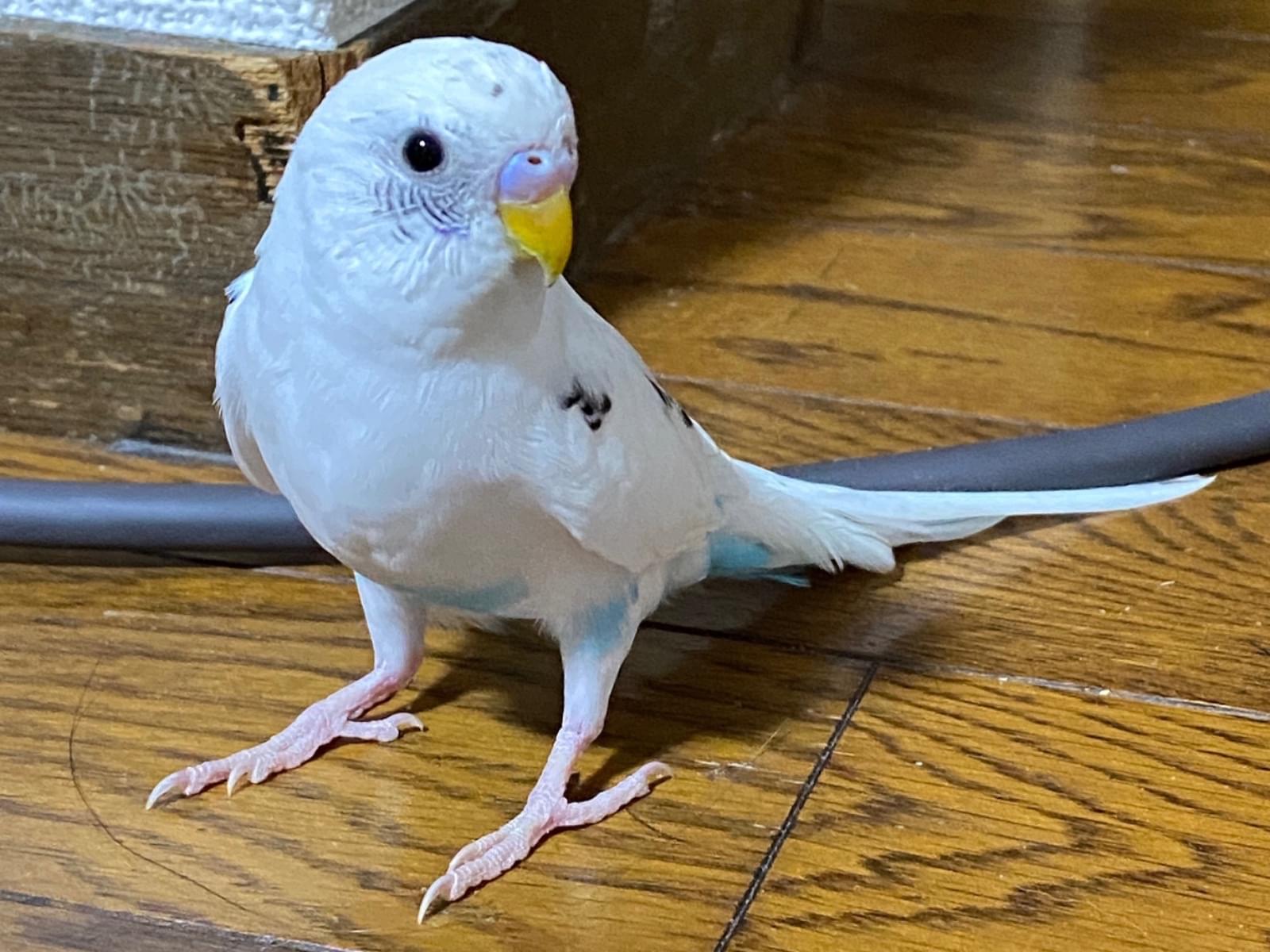 うずちゃん うずちゃん