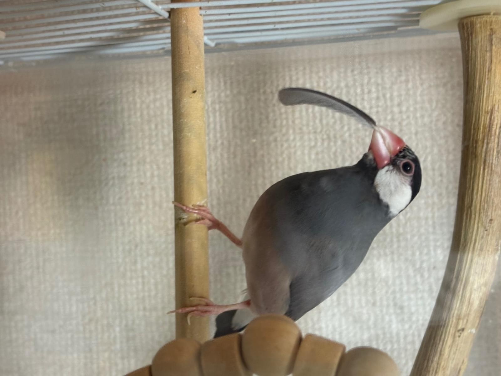 おでんちゃん おでんちゃん