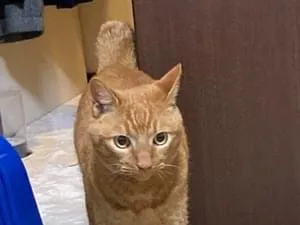 全国の保護 目撃されたペット 1695件