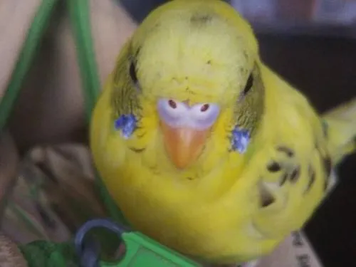 せきせいいんこ 黄色 ハルクイン 探しています