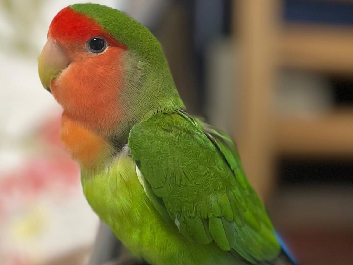 愛ちゃん 愛ちゃん