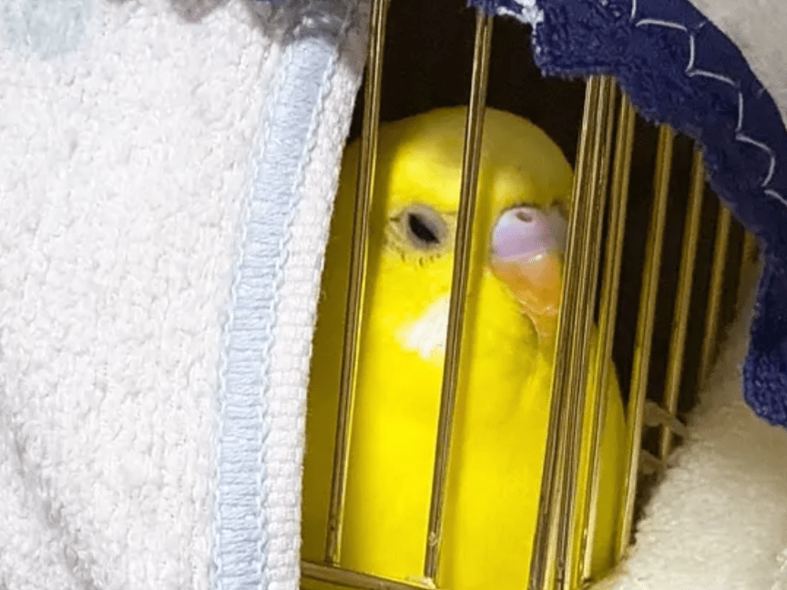 こなつちゃん こなつちゃん