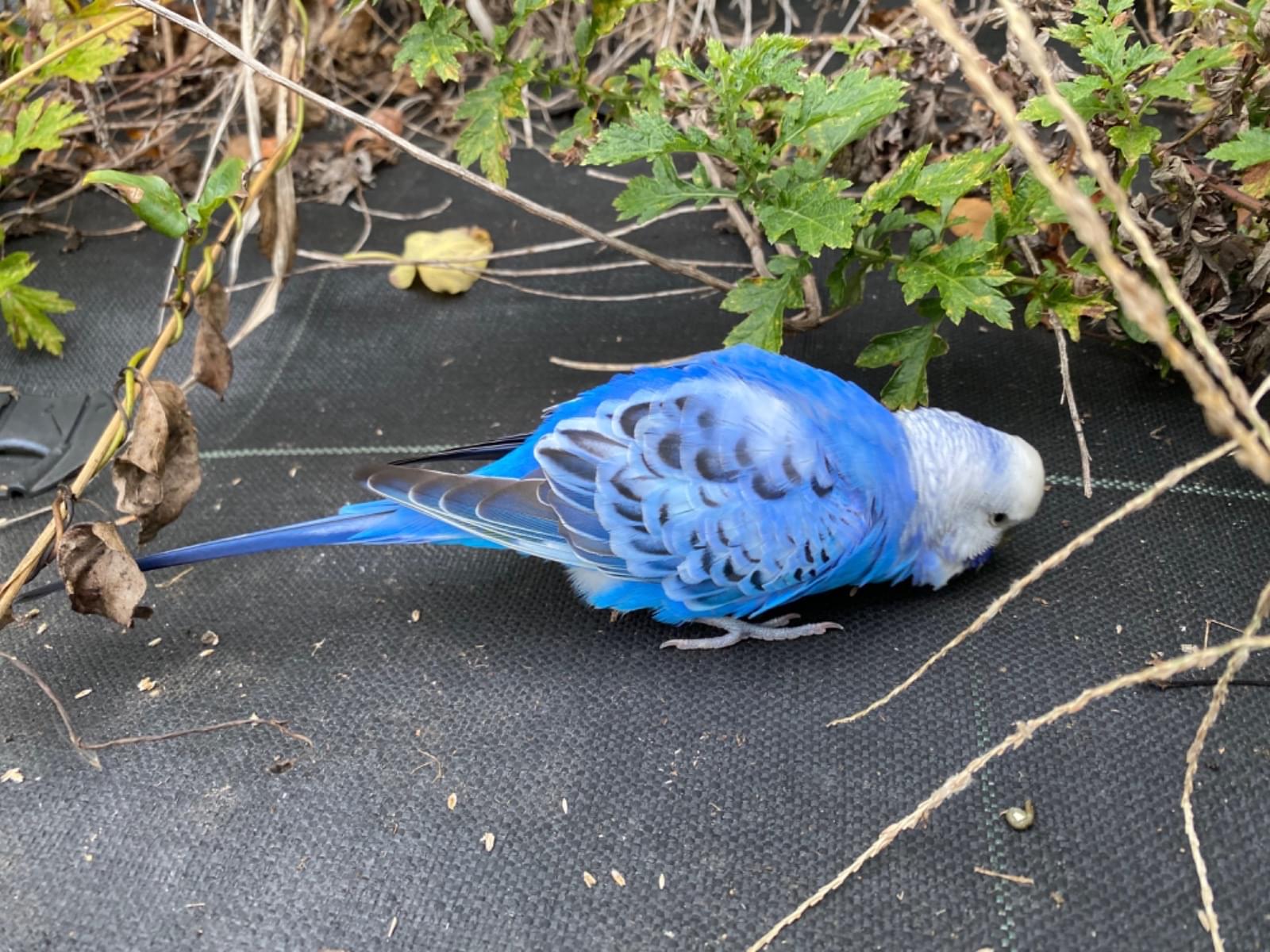 目撃された鳥 目撃された鳥