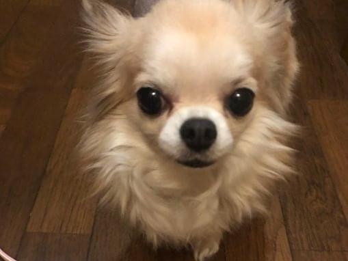 チビちゃん チビちゃん